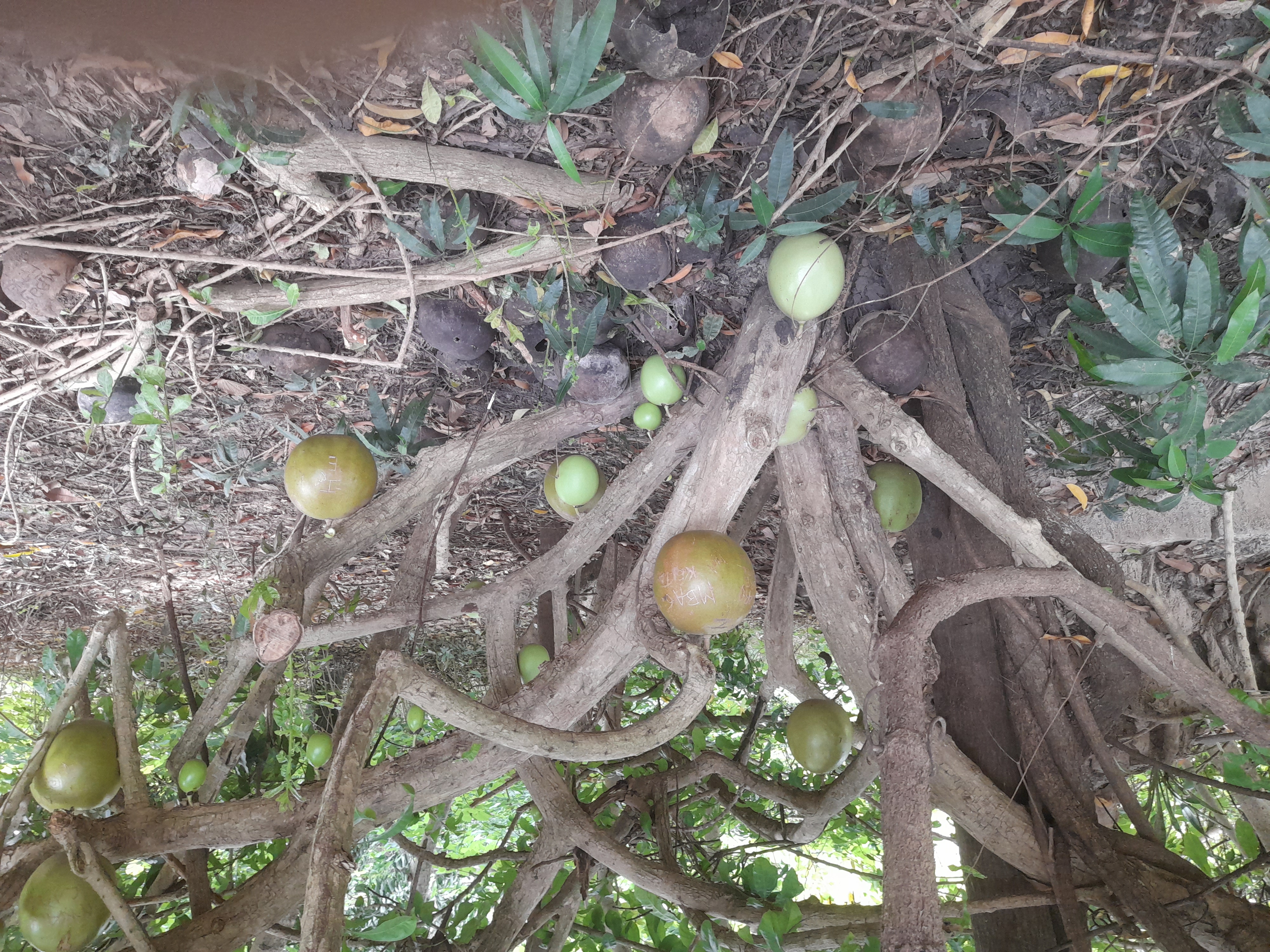 Cashewfrucht oder Erntekorb